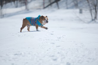 雪山の楽しみ方 スノーシュー